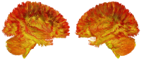 Dr. Picard image of the map of mitochondria in brain